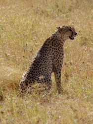 Cheetah