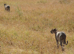 Cheetah