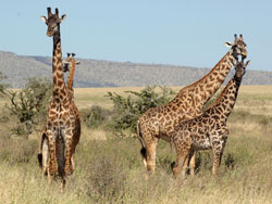 Giraffes