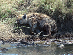 Hyena