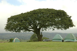 Camp Simba, Ngorongoro