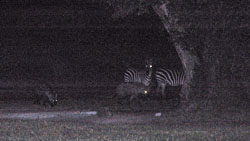 Zebras and Hyenas