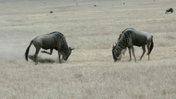 Wildebeest