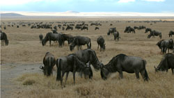 Wildebeest