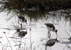 Black winged stilt