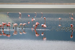 Flamingos