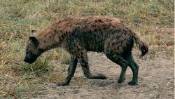 Spotted Hyena