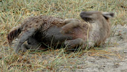 Spotted Hyena