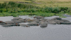 Hippo