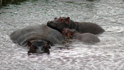 Hippo