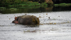 Hippo