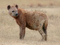 Spotted hyena
