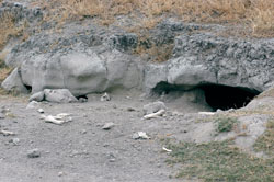Hyena den