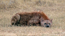 Spotted hyena