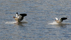 Egyptian geese