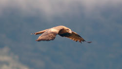 Black kite