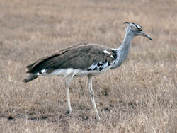 Kori Bustard