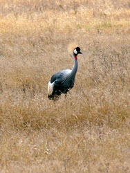 Crowned Crane