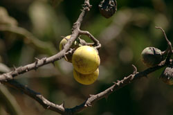 Sodom apple