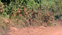 Dusty plants