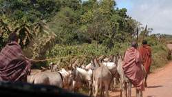 Maasai