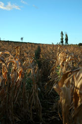 Cornfield